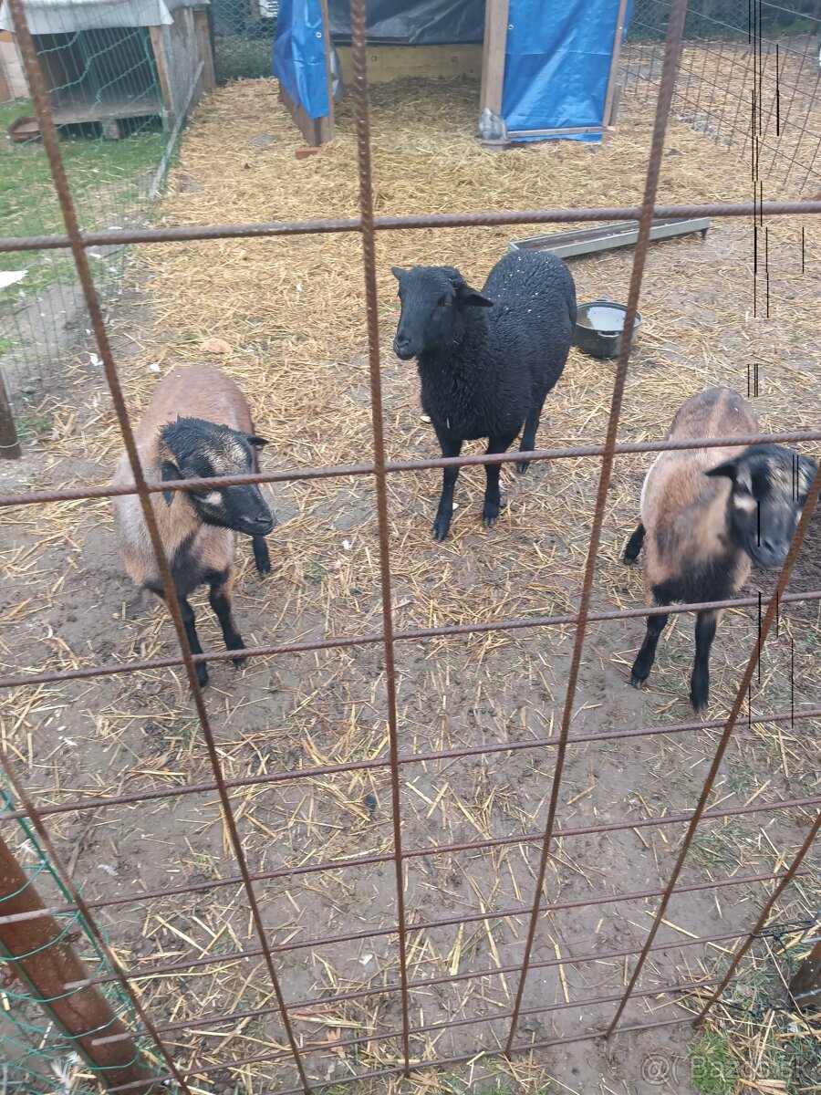 Kamerunský baran - 2