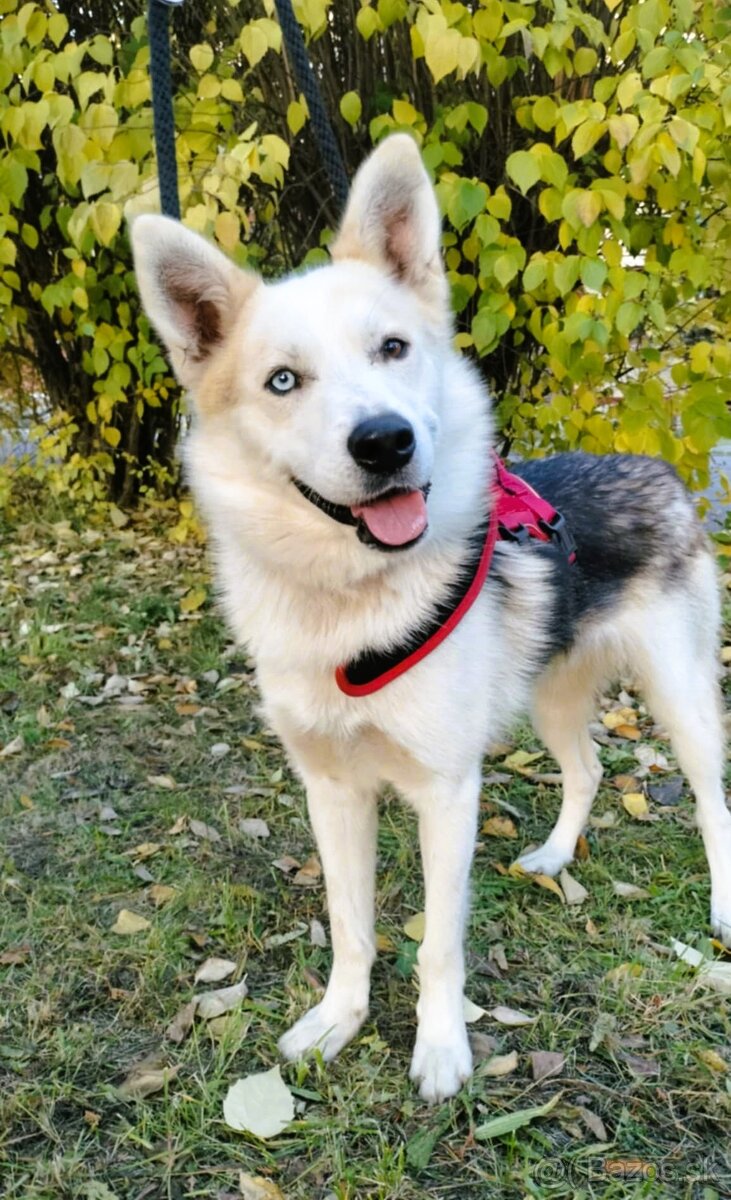 Darujem super spoločníka Axela - mix sibírsky husky - 2