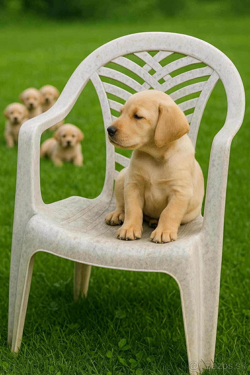 šteniatka labrador a IHNEĎ - 2