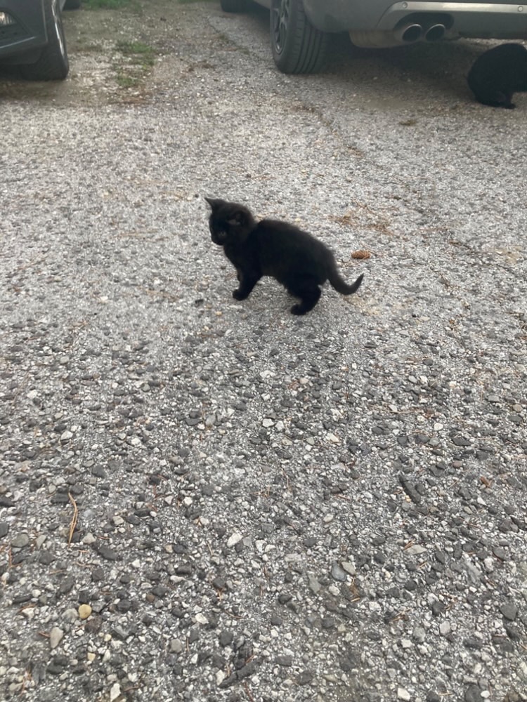 Darujem mačiatka - 2