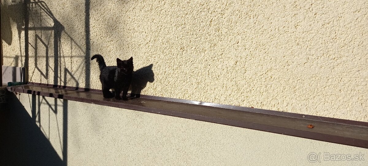 Darujem mladú mačku - 2