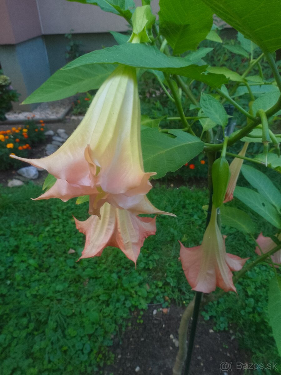 Predám krásne Anielske Trúby na vysadbu - 2