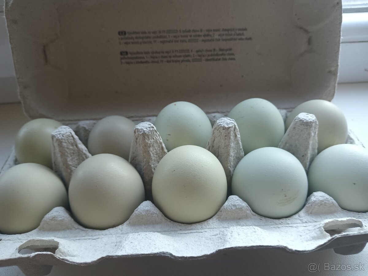 Domáce vajcia - 2