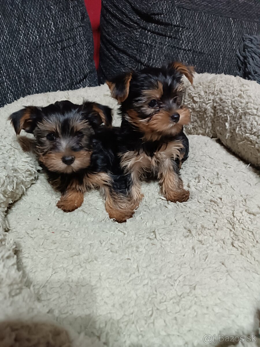 Yorkshirsky teriér - 2