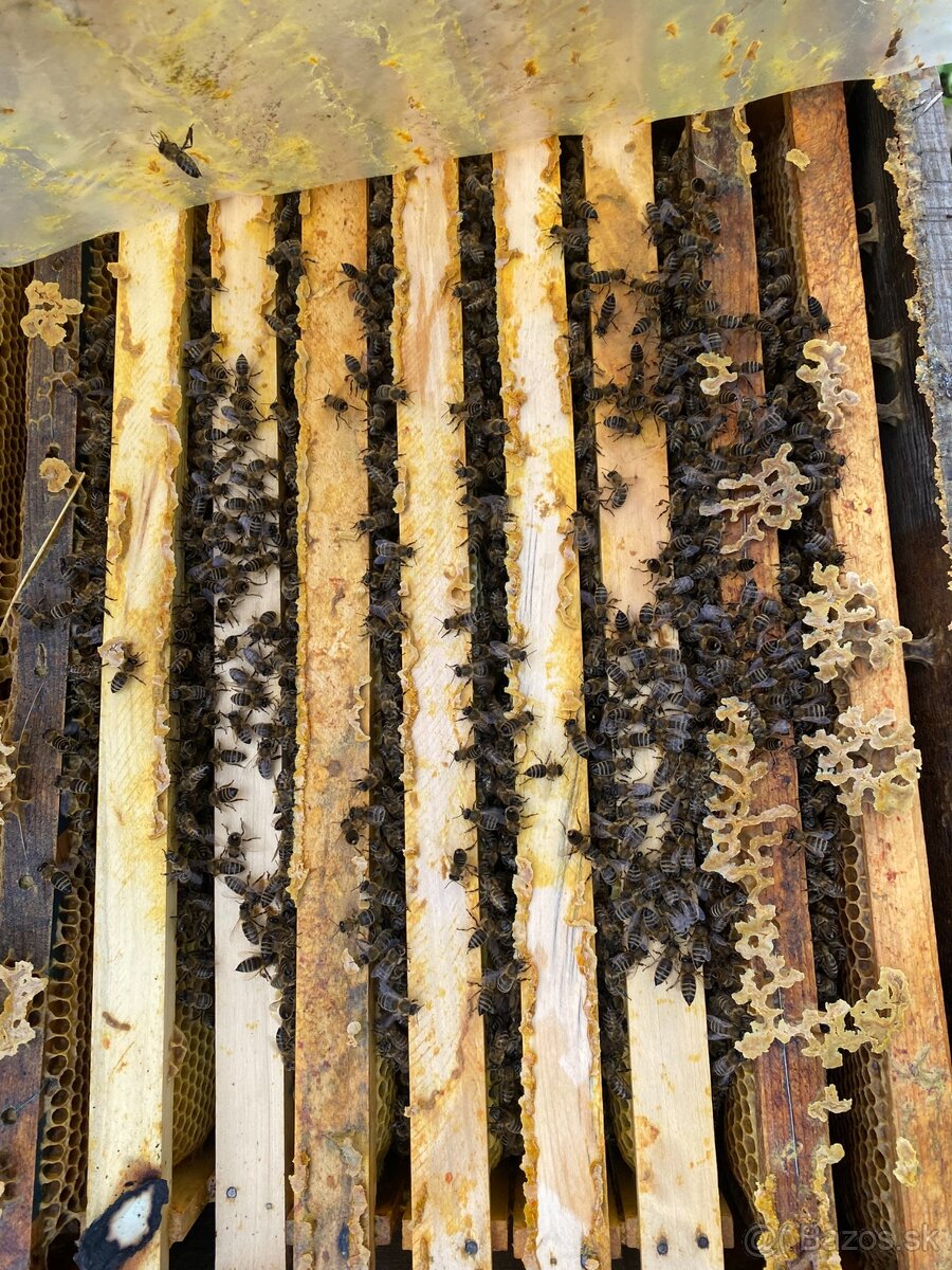 Predám včely - prezimovane aj odložence - 2