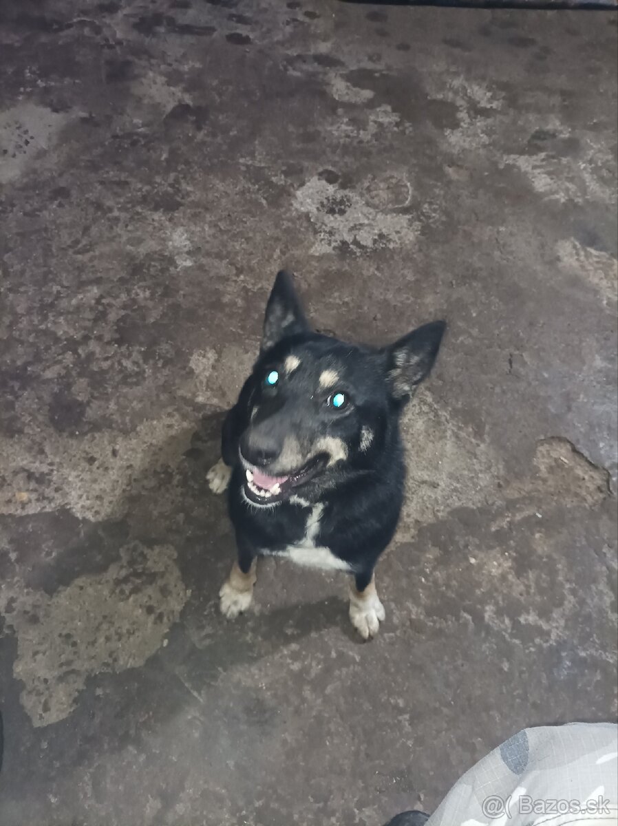 Darujem psíka - 2