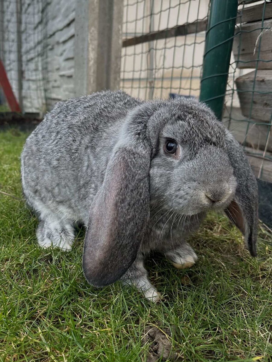 Králiky ( francúzsky baran ) - 2