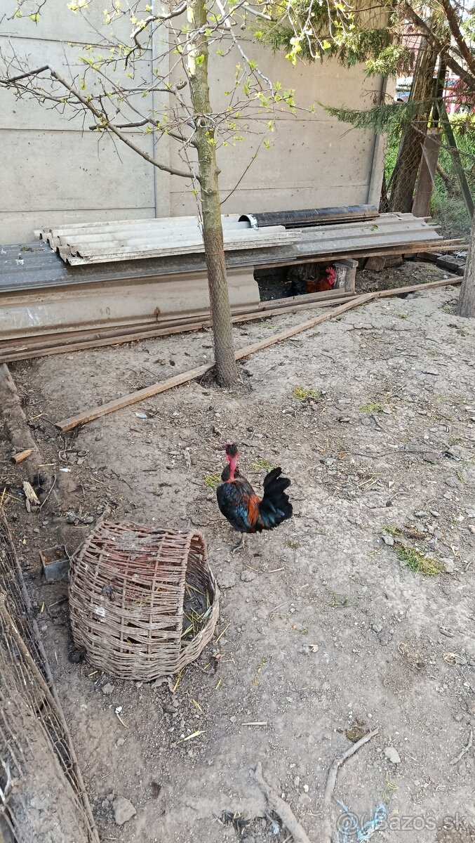 Predám kohútika liliputana - 2