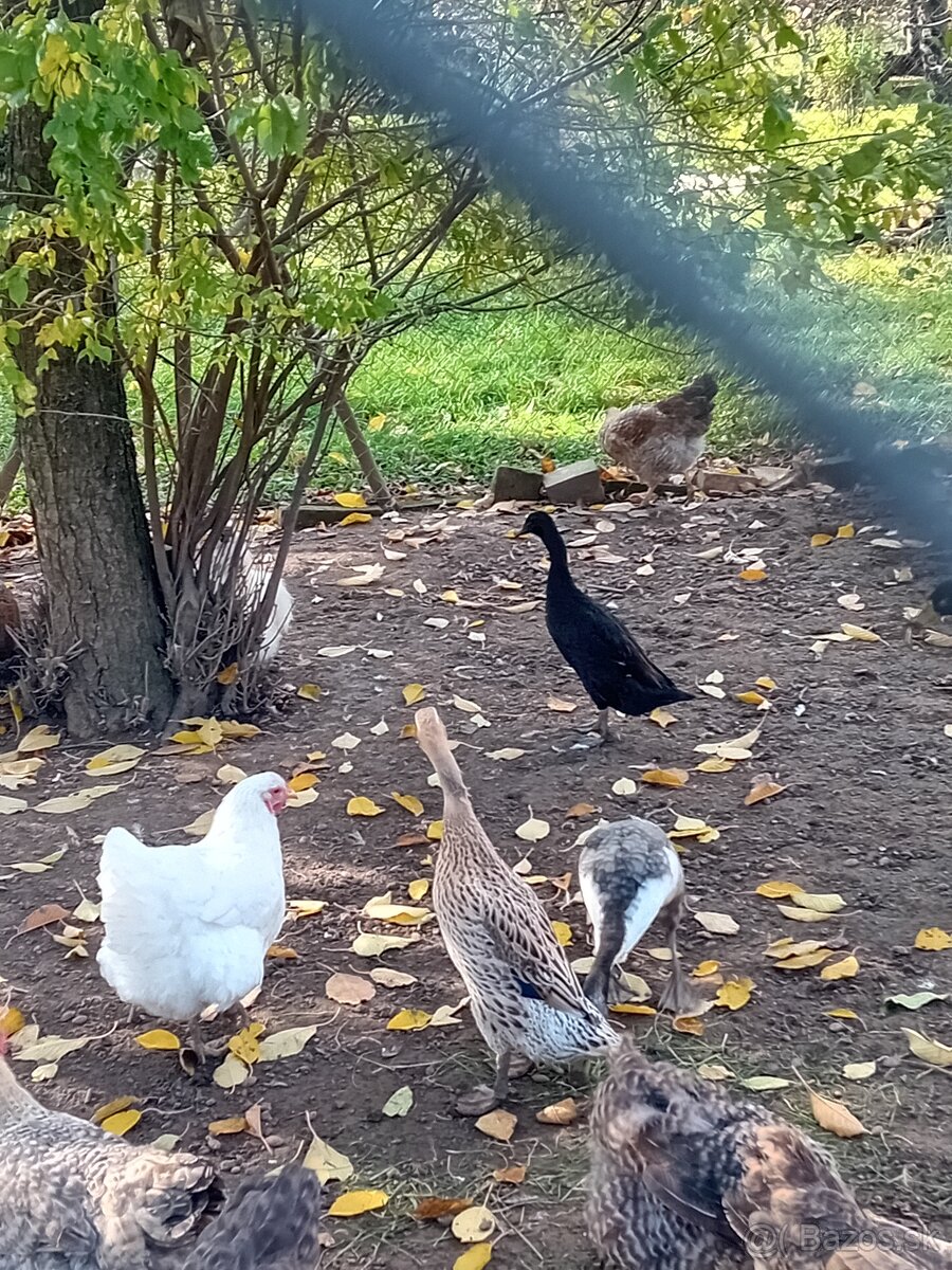 Predám indické bežce - 2