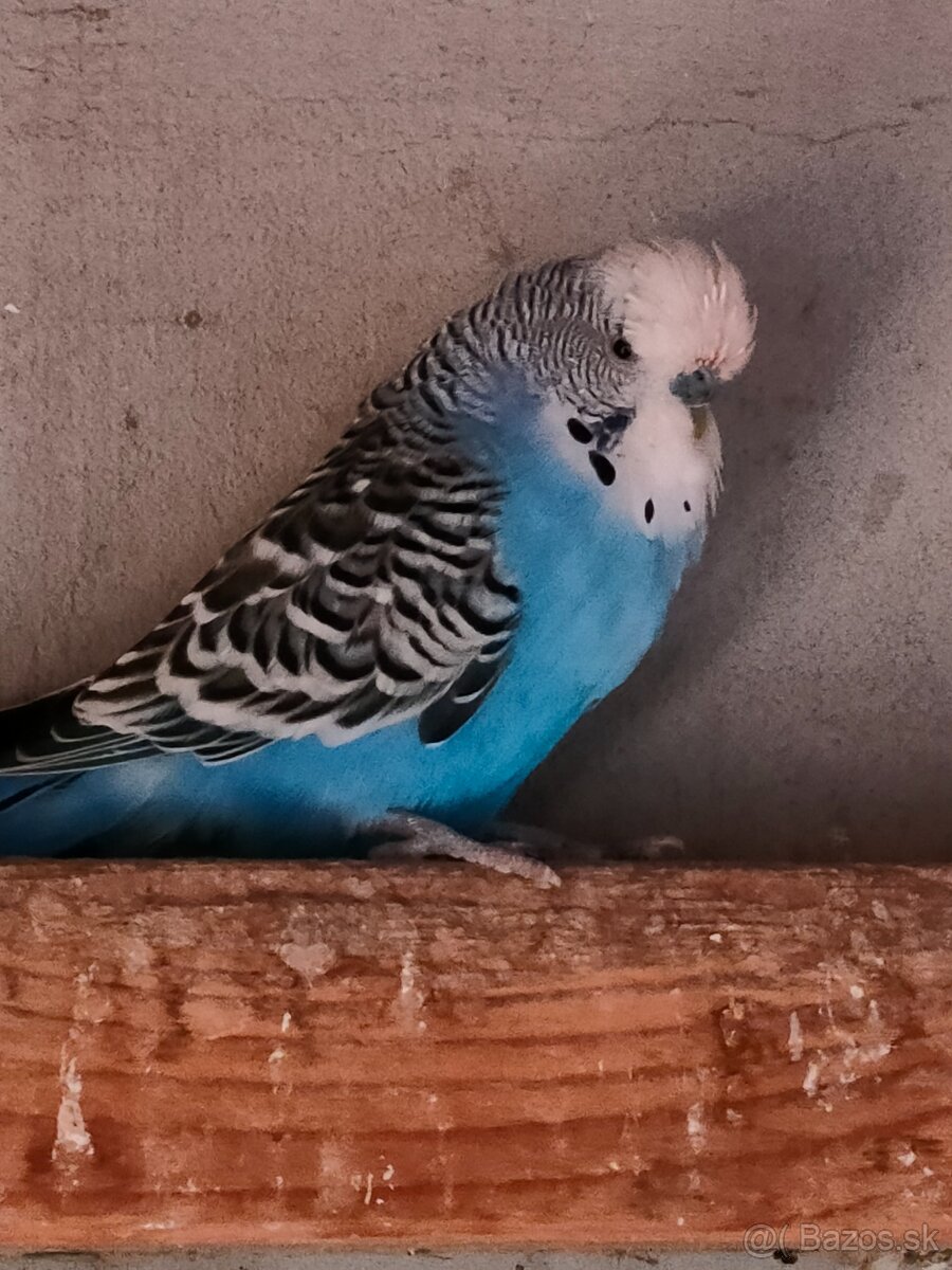 Výstavná andulka - 2