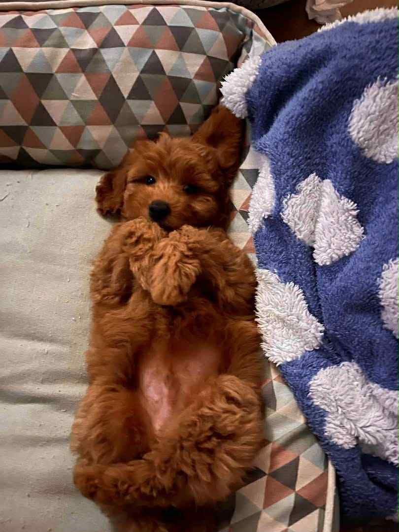 Red Maltipoo boy - 2