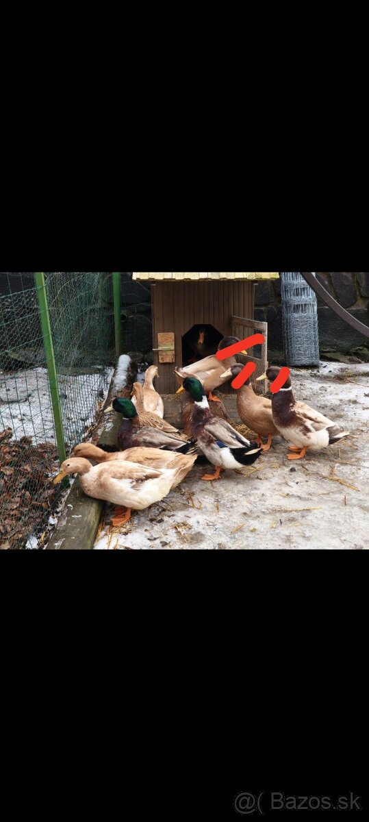 Predám kačky a káčera - 2