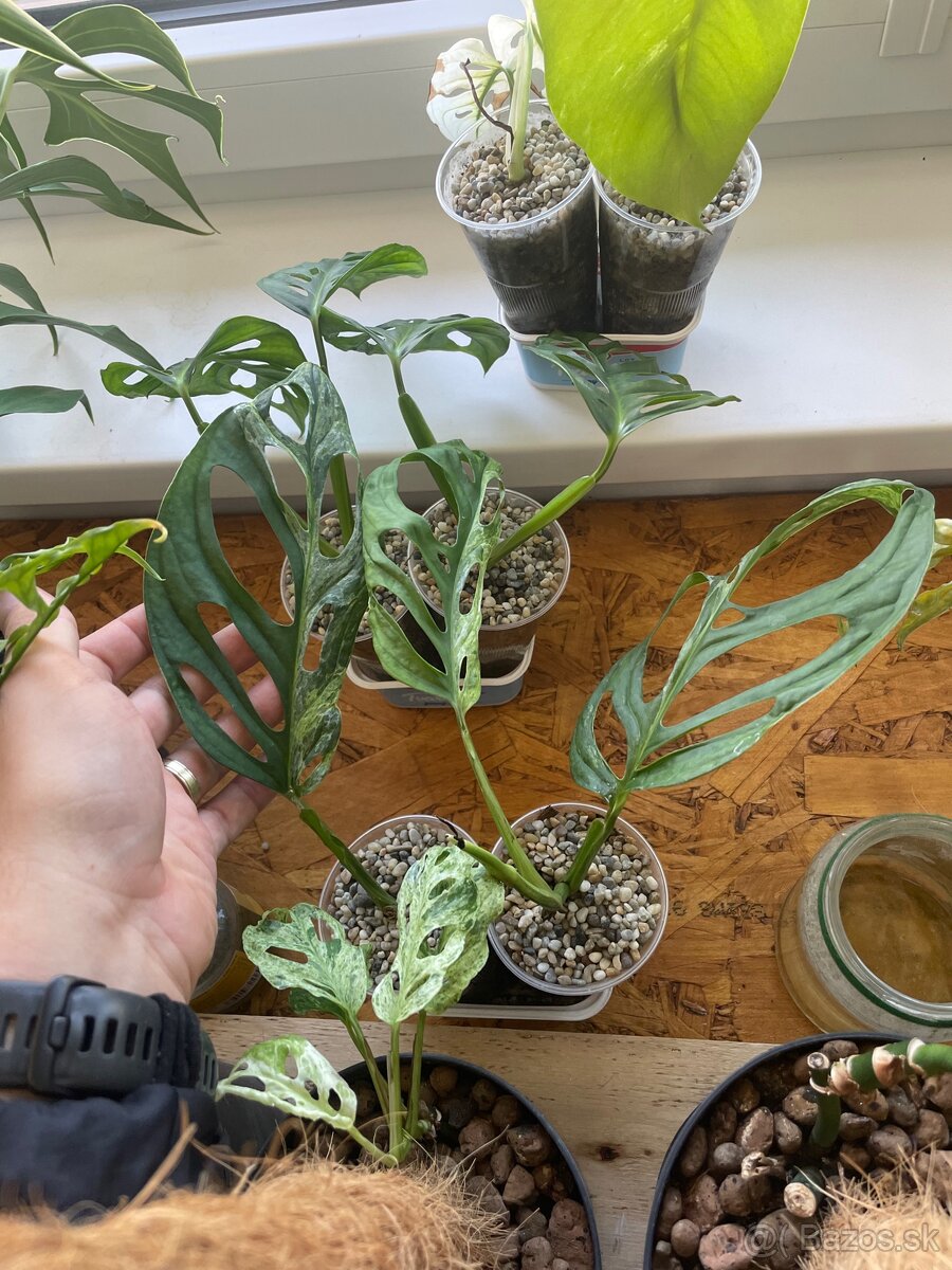 Monstera Adansonii Indonesian Marbled - 2