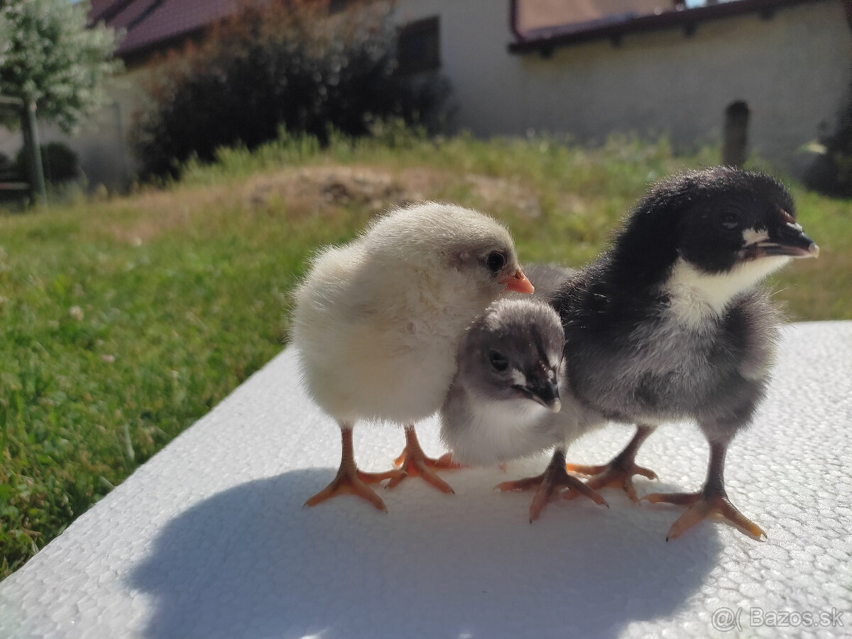 Australorpky - násadové vajcia - 2