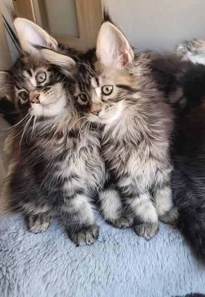 Mainská mývalí koťata s pp - 2