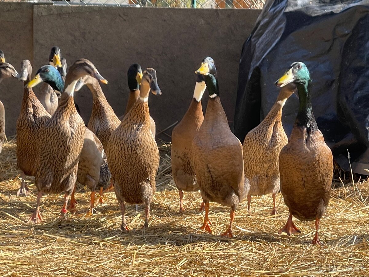 PREDÁM INDICKÉ BEŽCE páry - 2