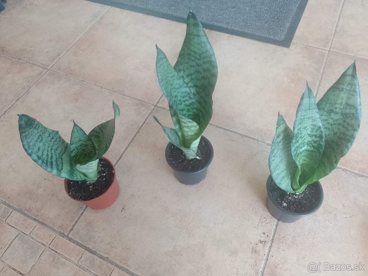 Svokrin jazyk Zeylanica 1ks/6€+packeta - 2