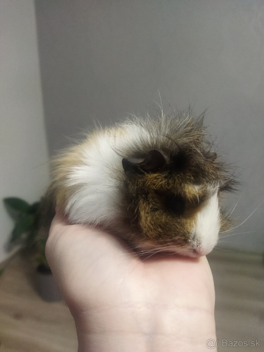 Morské prasiatka - 2