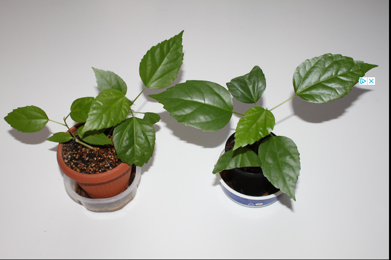 Červená plnokvetá čínska ruža - 2