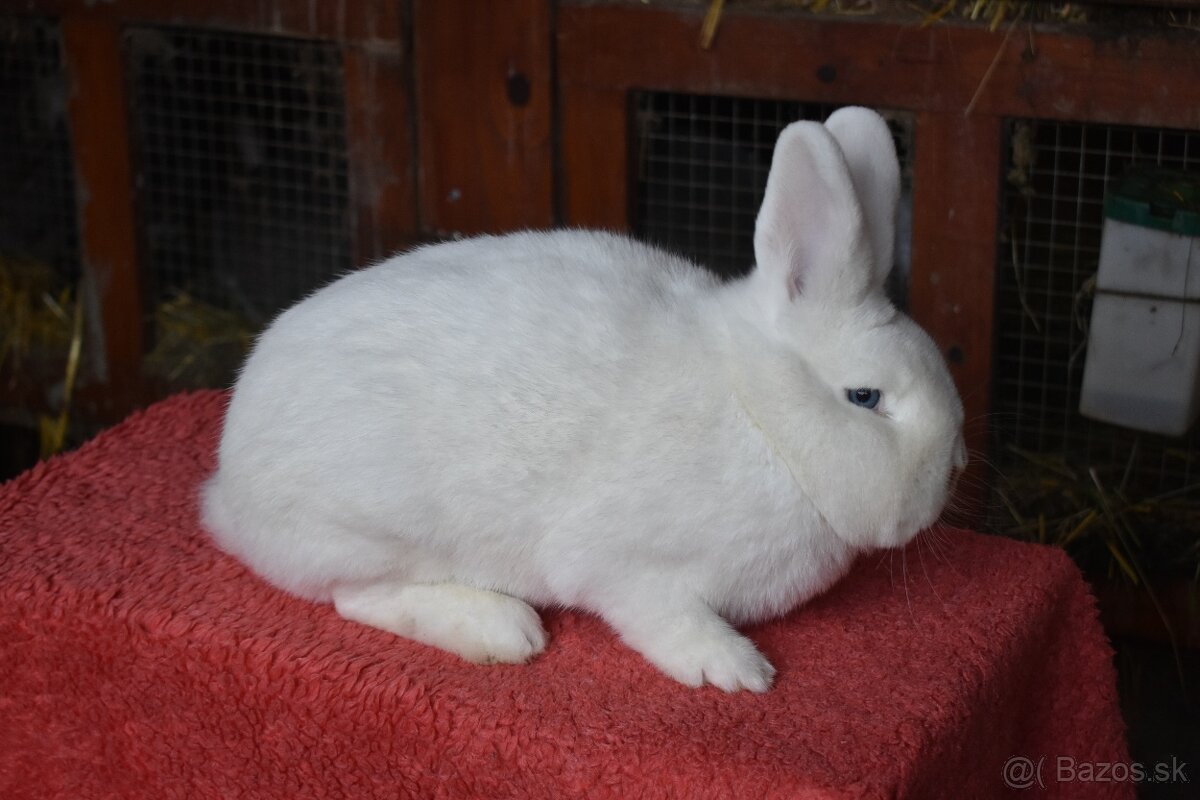 Predam Viedensky biely - 2