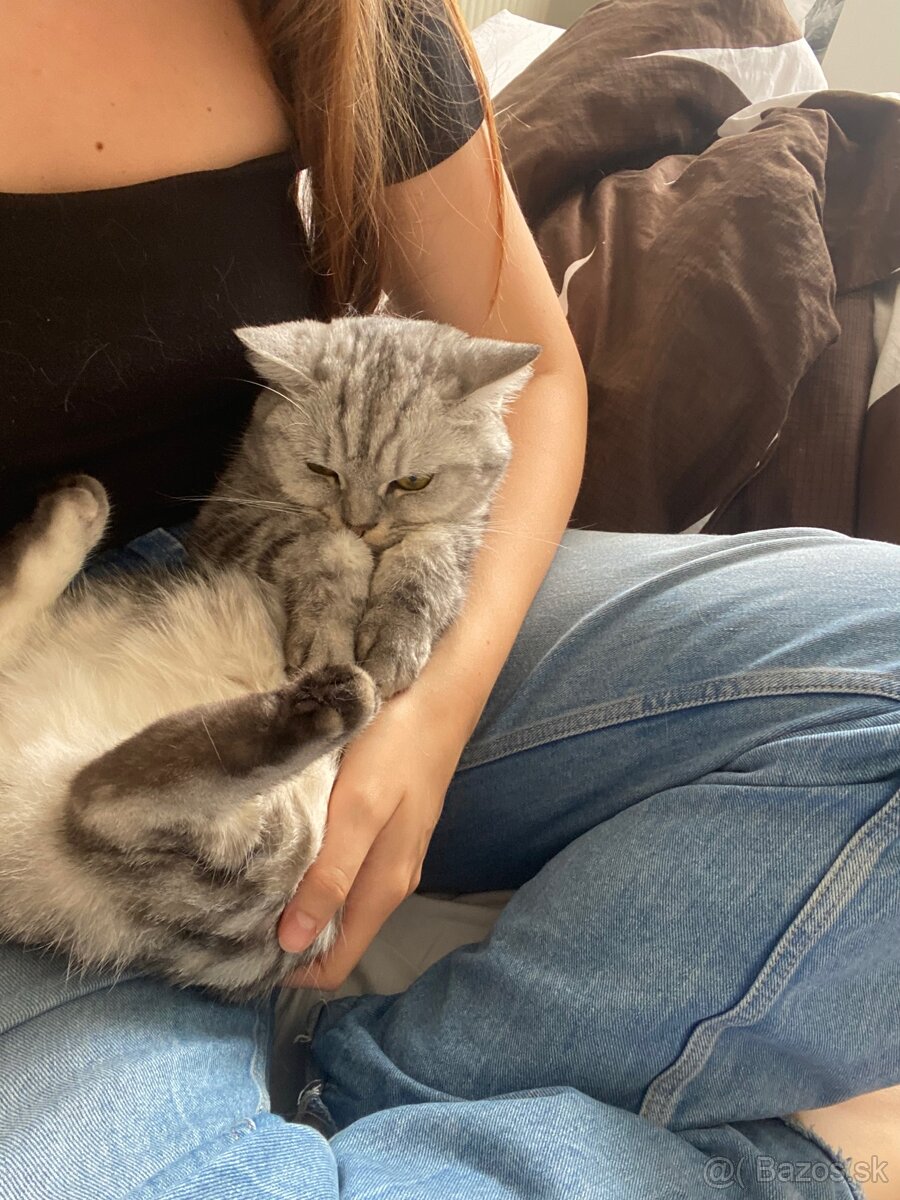 Darujeme mačičku - 2