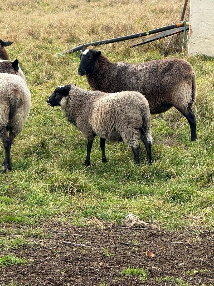 Ovca romanovská - 2