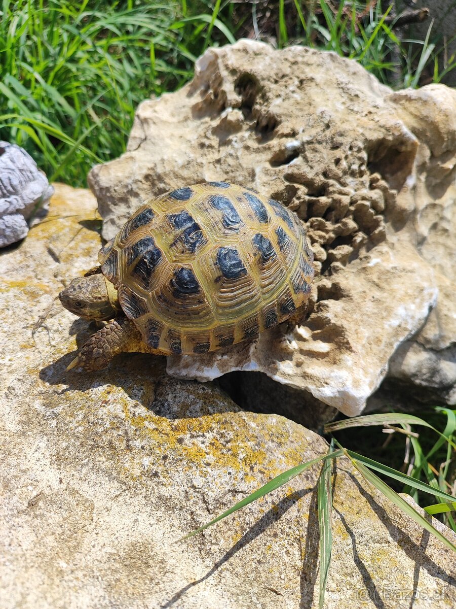 Korytnacka stepna - 2