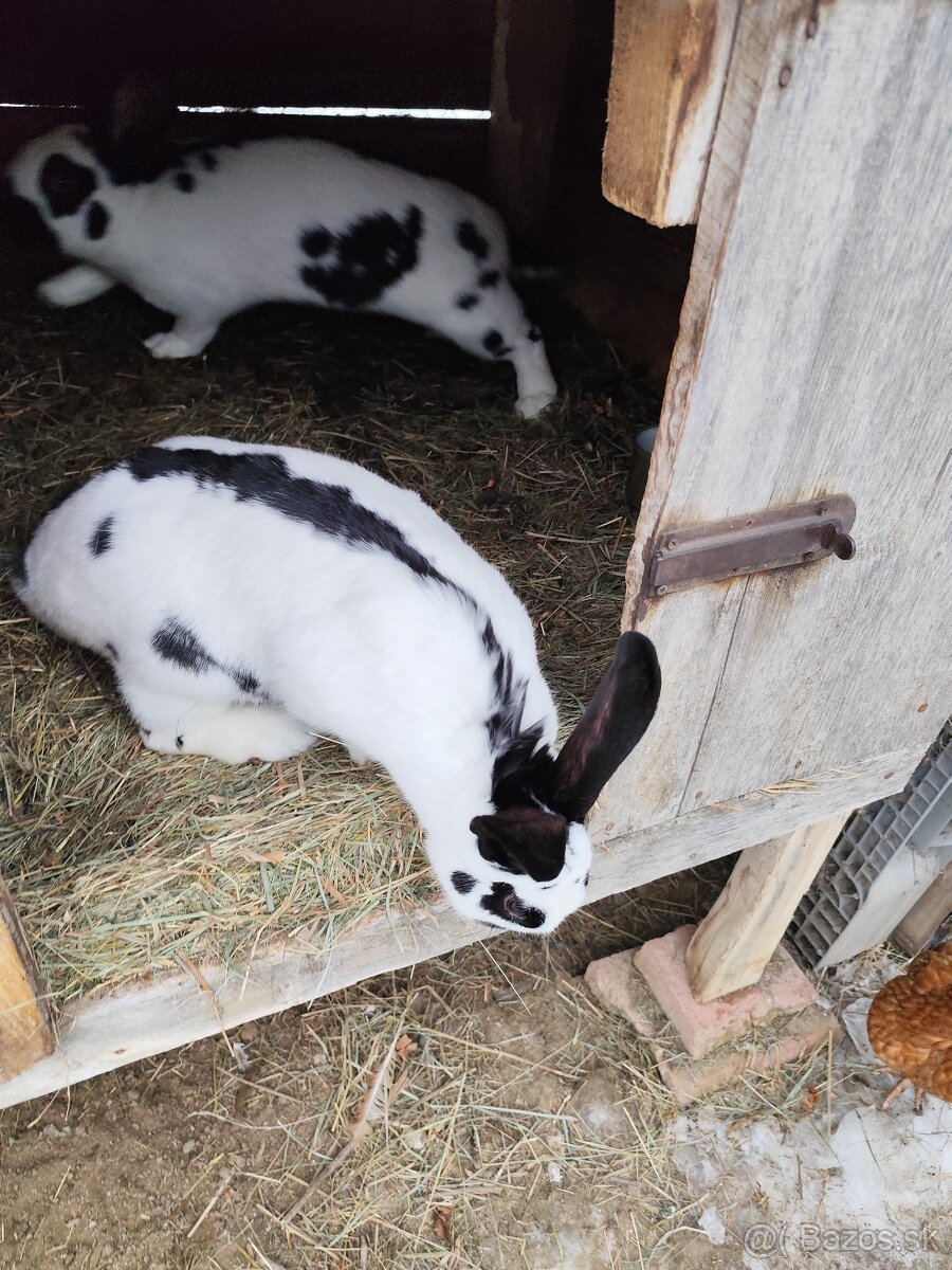 Králik domáci samicka - 2