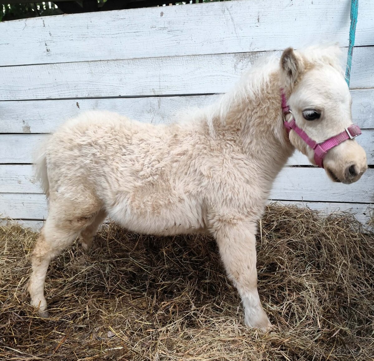 Americký miniaturní kůň - minihorse - 2