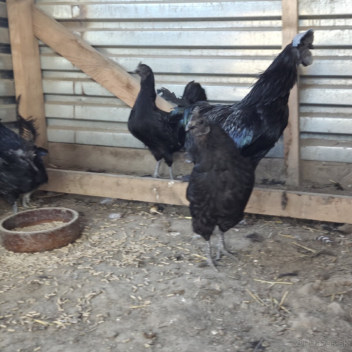 Chovny kmeň Ayam cemani - 2