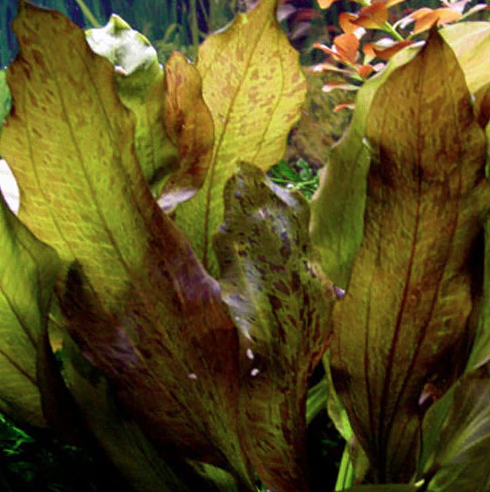 Predam echinodorus-ocelot-red - 2