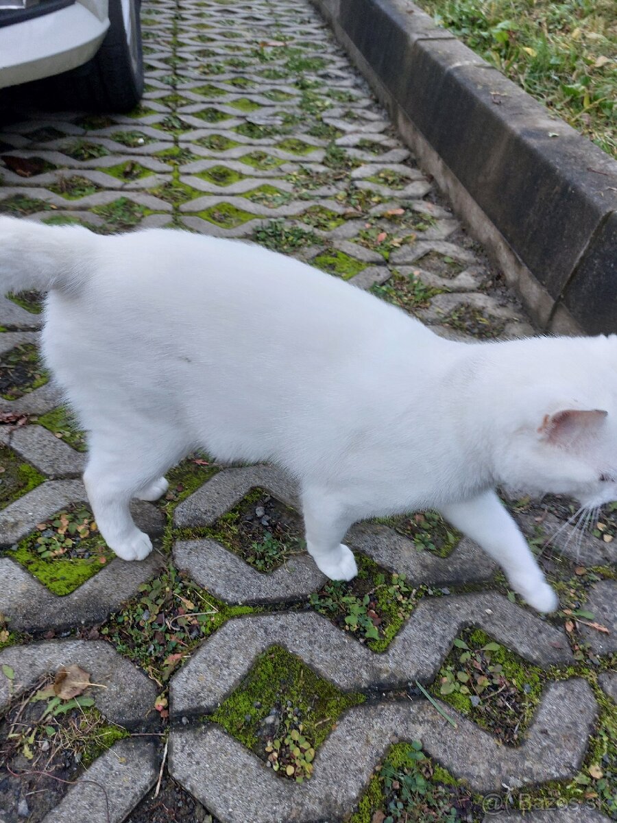 Darujem kocurika - 2