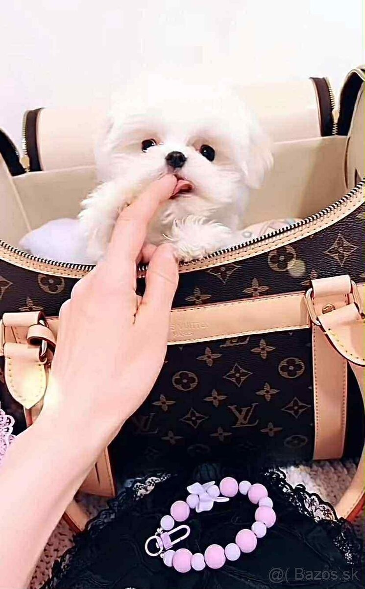 Mini Maltezák - 2