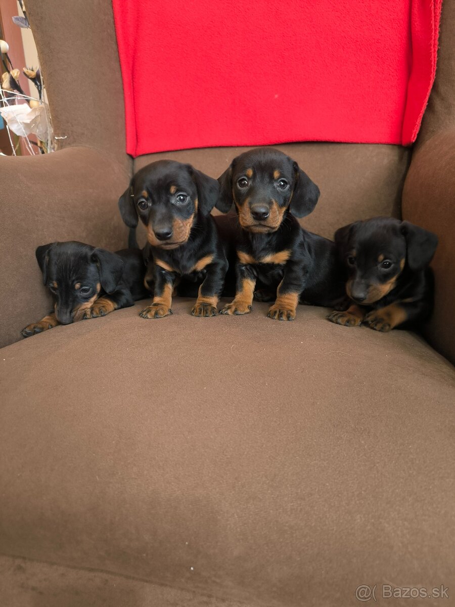 Jazvečík krátkosrstý - 2