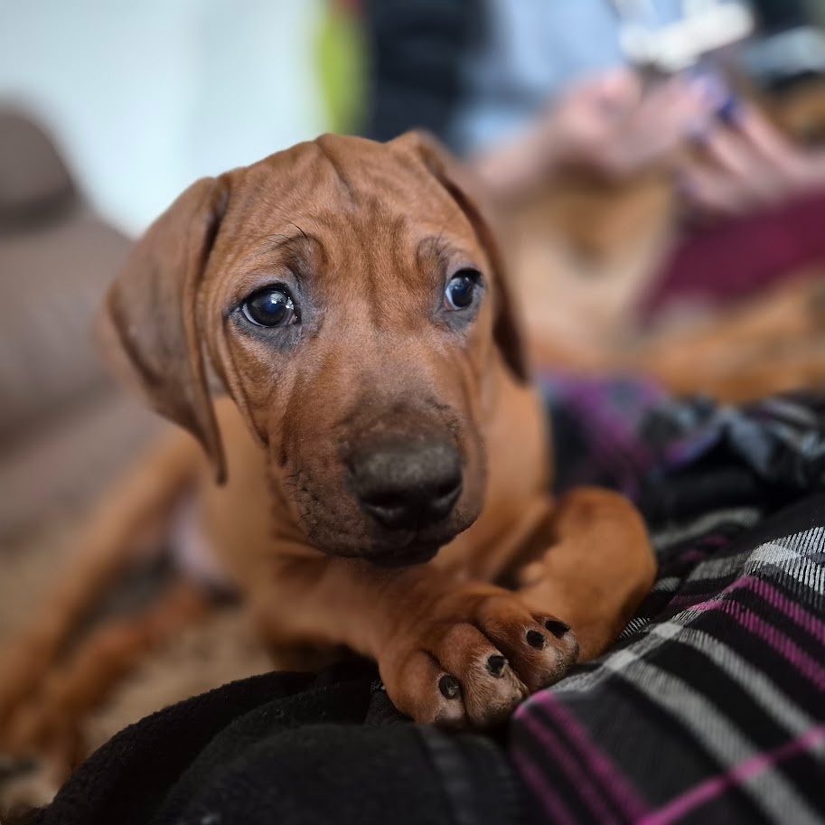 Rhodesian Ridgeback - vymazlená štěňátka s PP - 2