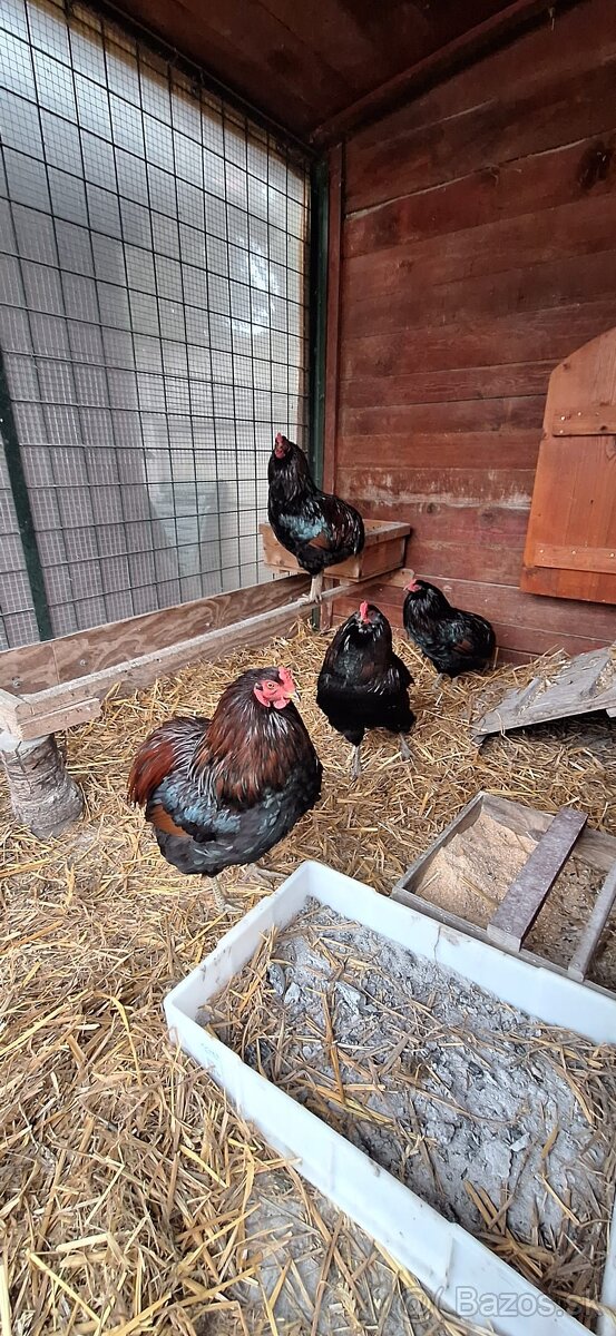 Predám kohútikov Arucana - 2