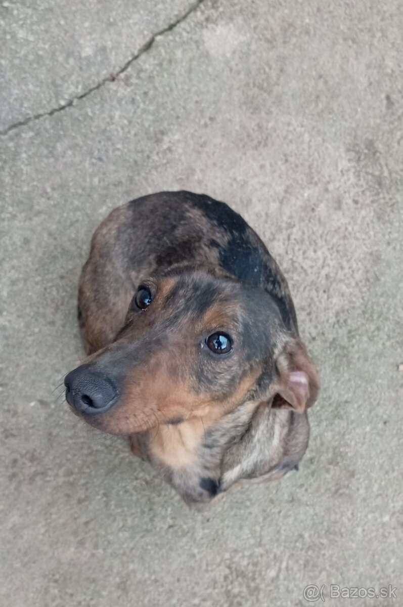 Merle jazvečík - 2