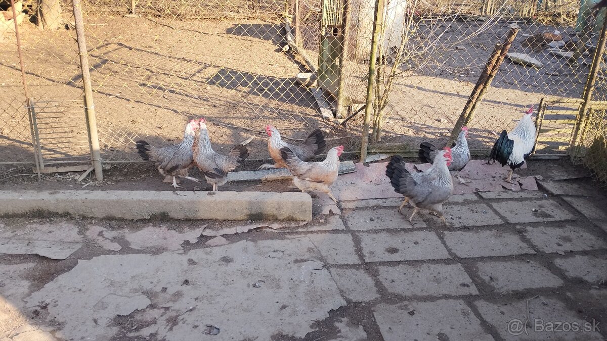 Vlaska striebornokrka - 2