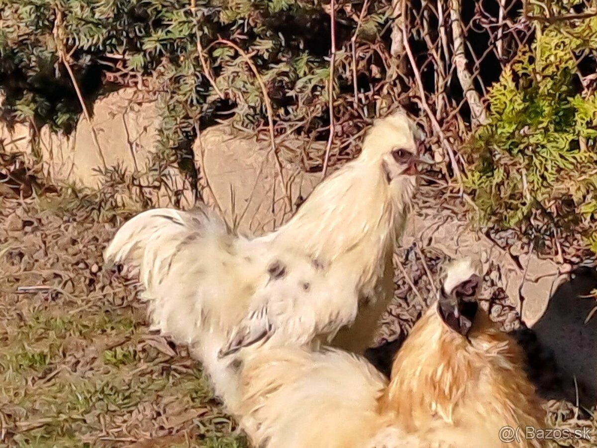 hodvábnička - kohút 2025 - 2