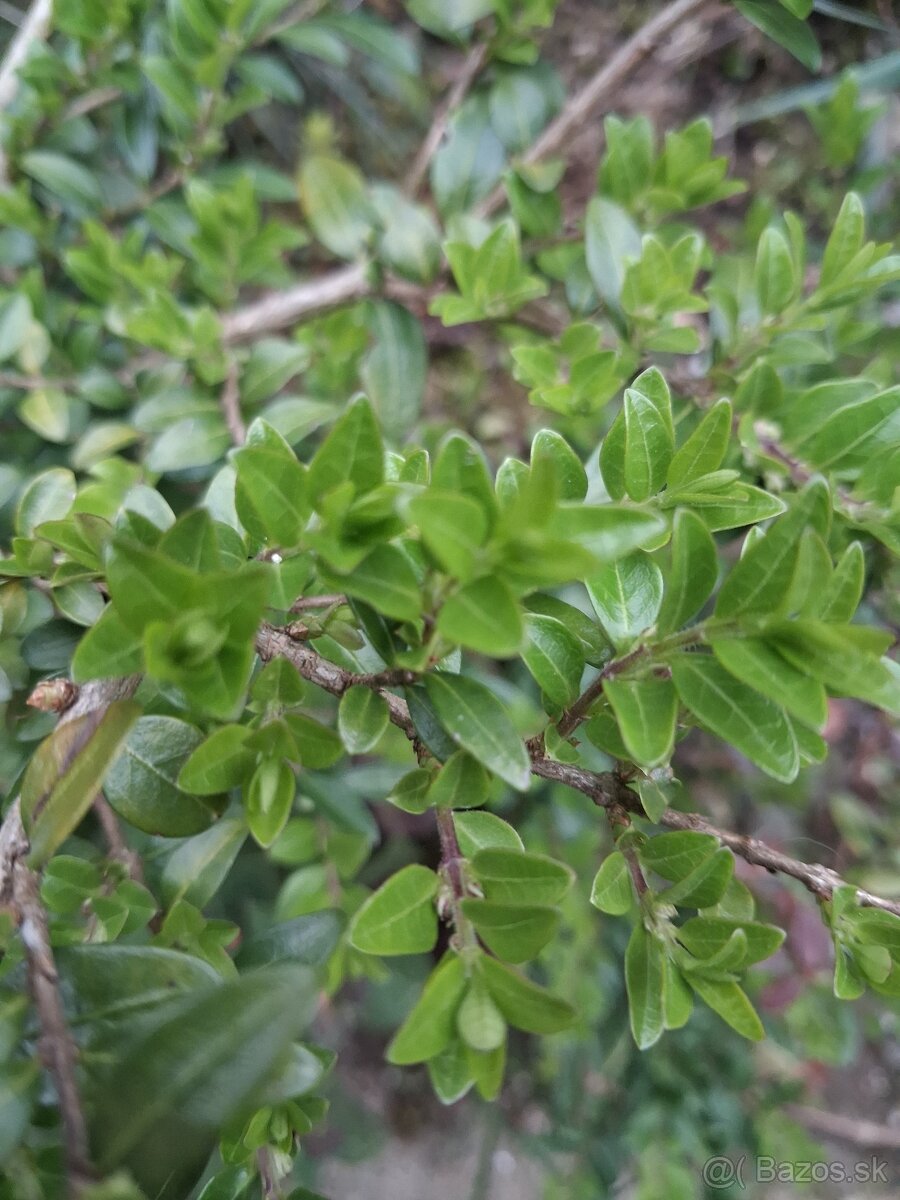 Zimolez lonicera ligustrina - 2