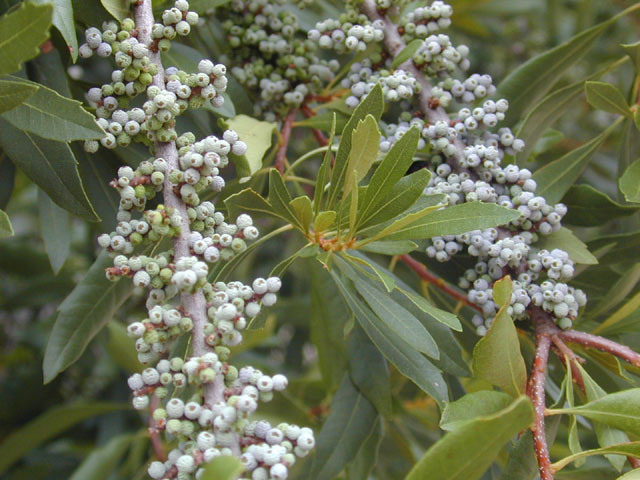 Myrica pensylvanica - 2