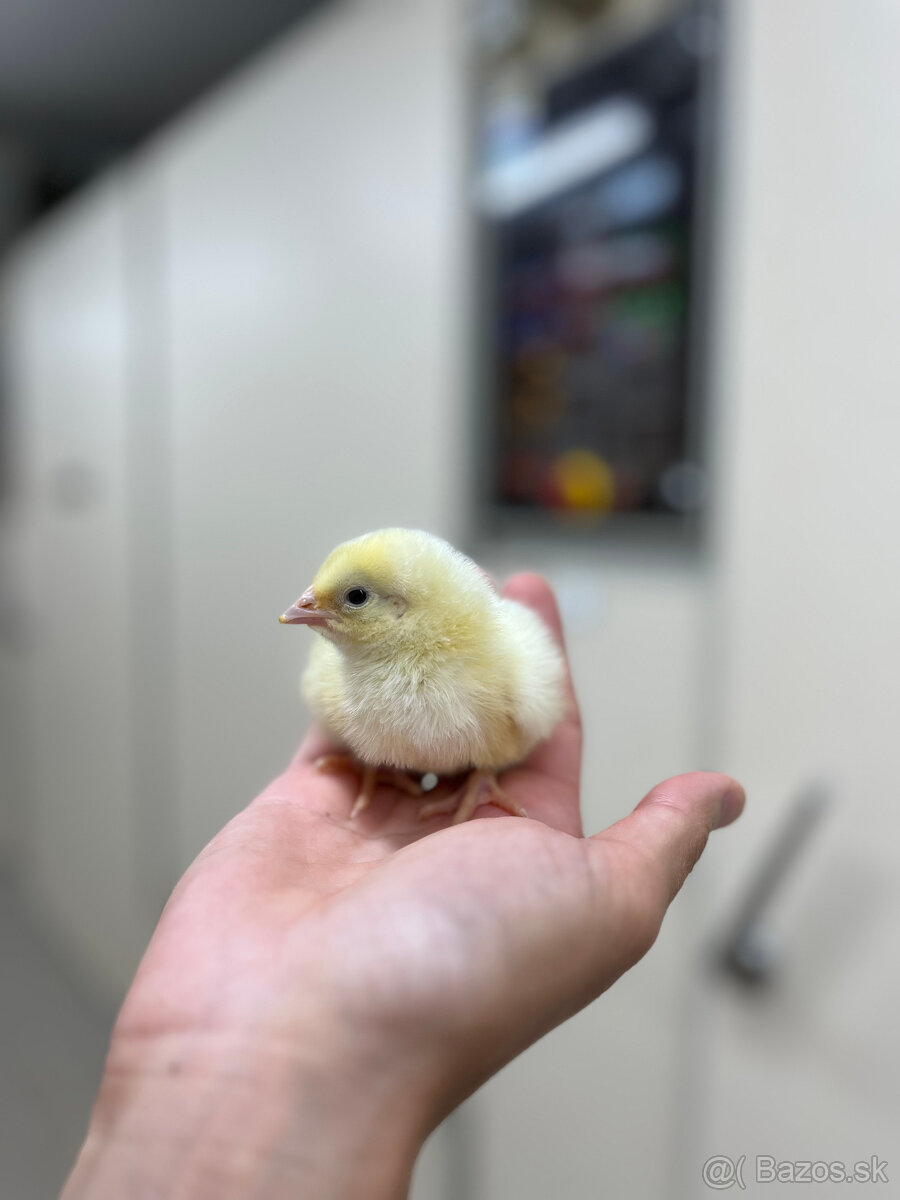 jednodňové brojlerove kurčatá, kuriatka / morky - 2
