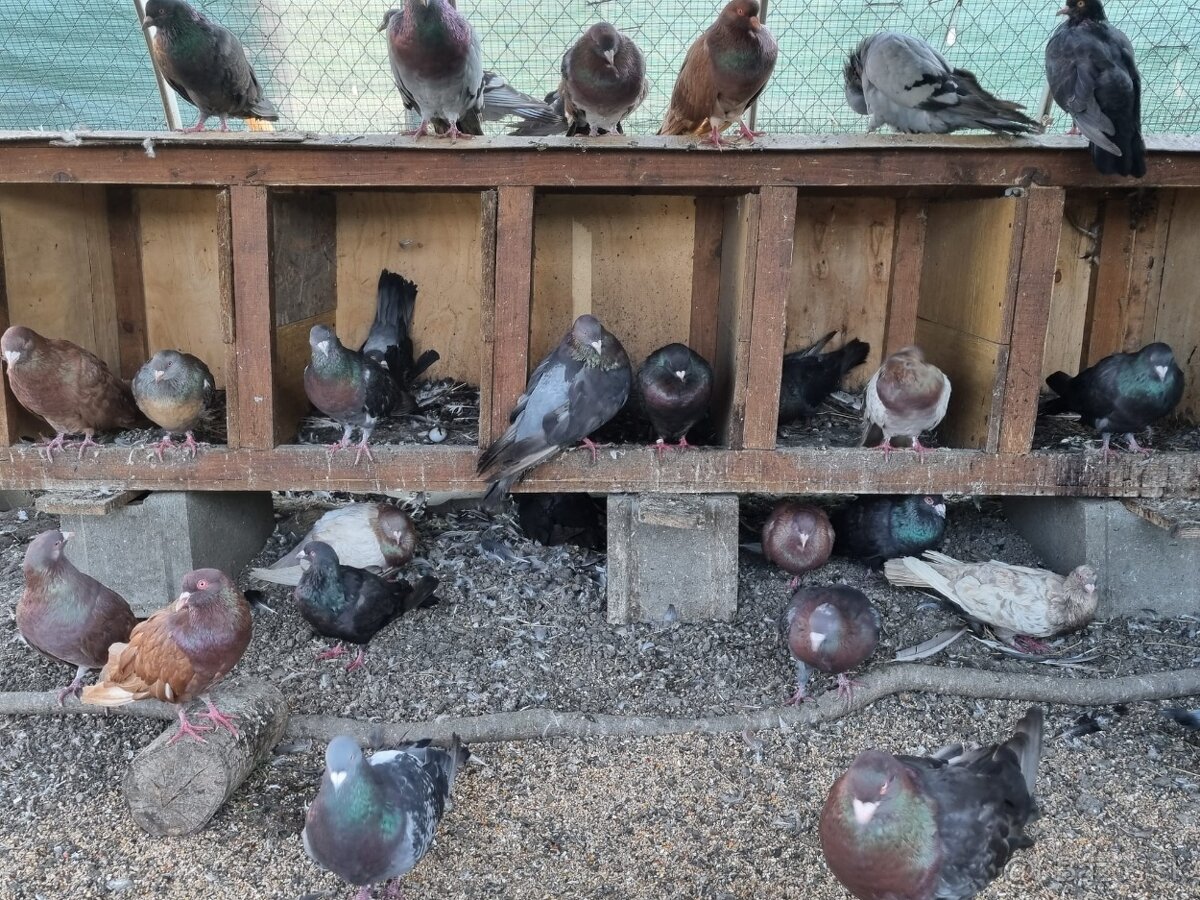 Holub ryman , hohub pávik - 2