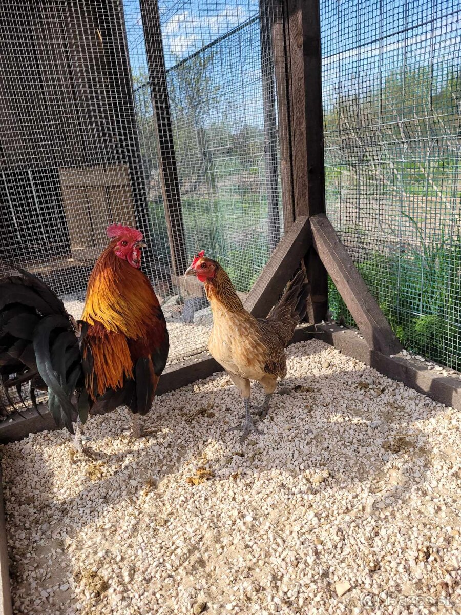 Kur bankivský - predám tohtoročný odchov - 2