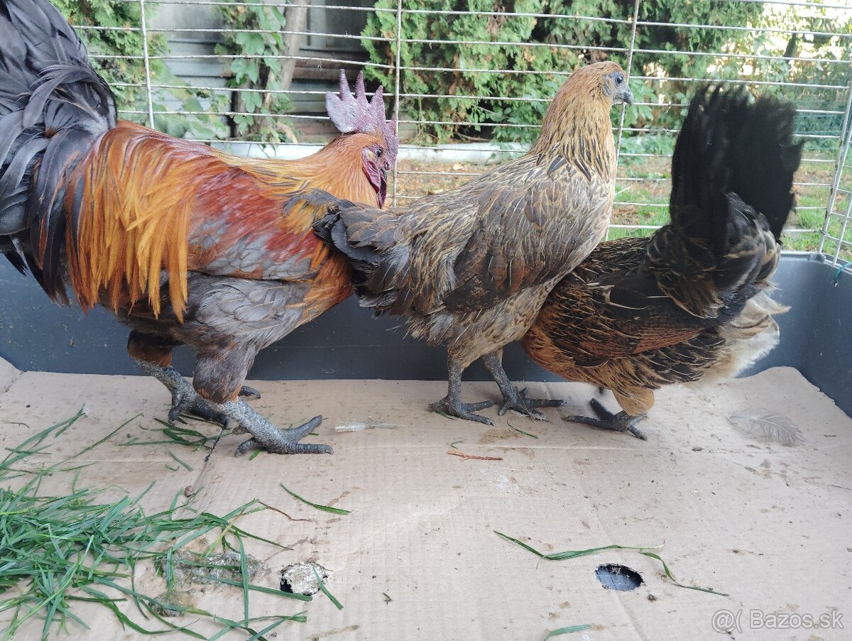 Predám ayam cenami modré - 2