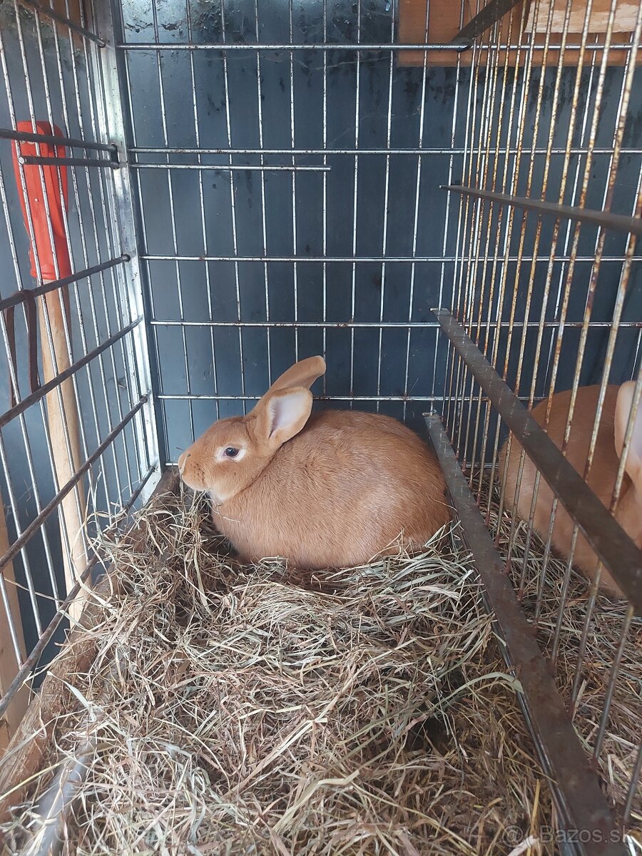 Burgundsky králik - 2