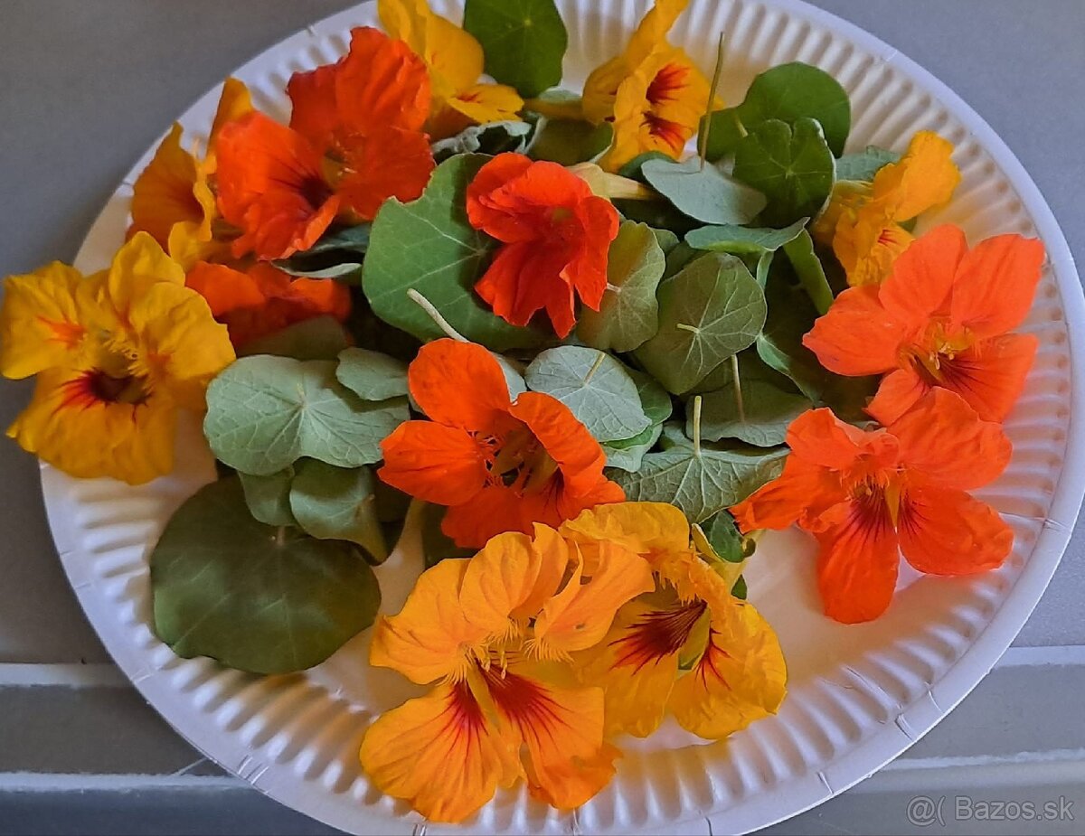 Kapucínka - tinktúra - 2