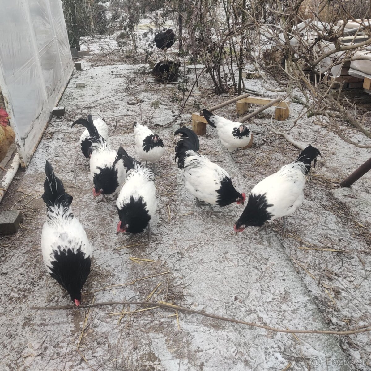 Lakenvelder kohútikovia - 2