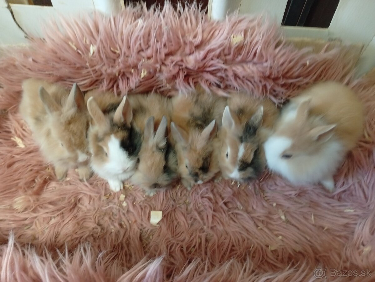 Zakrslí zajkovia - 2