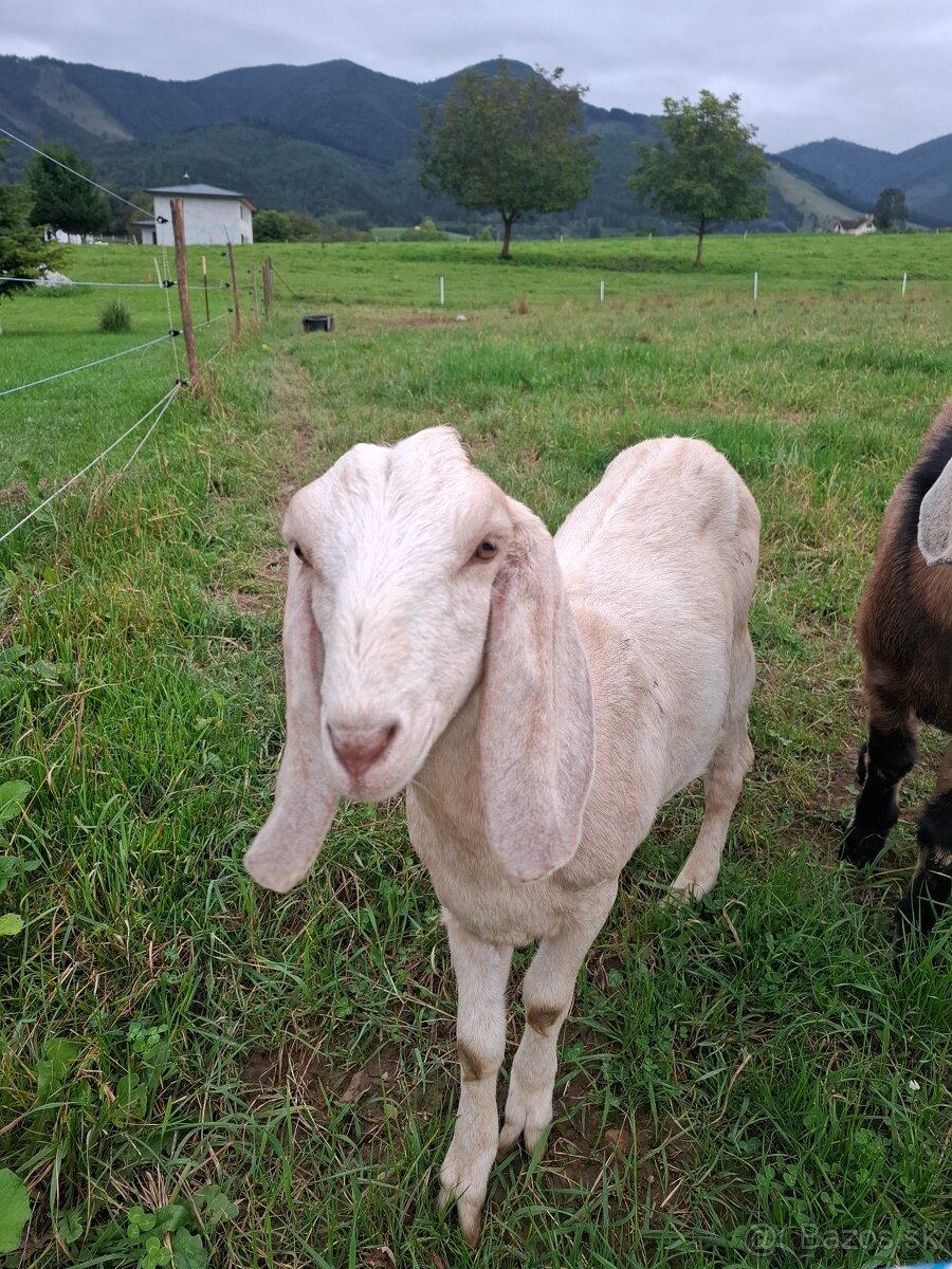 Anglonubijska koza - 2